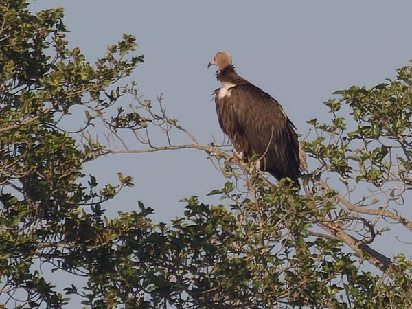 <h3>Torgos tracheliotos / Lappet‑faced vulture / Oorgier</h3>OM-1 with M.40-150mm F2.8 + MC-14, 1/2000 sec at F5.0, ISO 320, distance inf